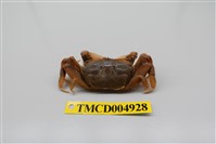 藏品(萬歲大眼蟹)的圖片